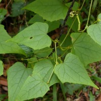 Zehneria bodinieri (H.Lév.) W.J.de Wilde & Duyfjes